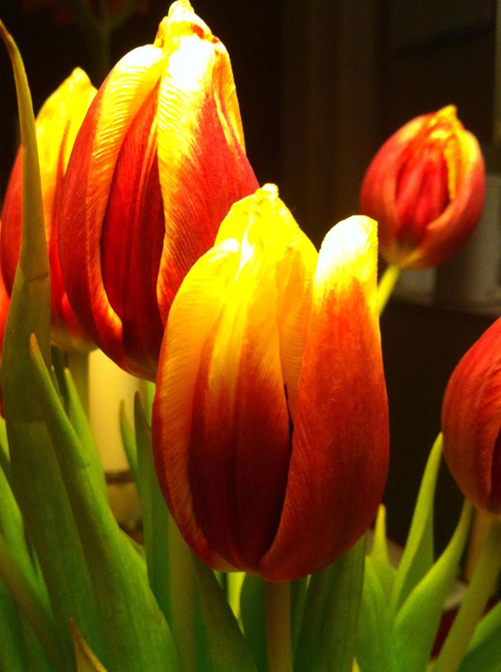 tulipanaros130115